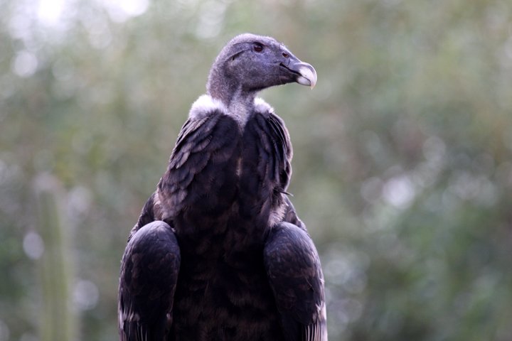 Andeskondor Vultur Gryphus Andean Condor